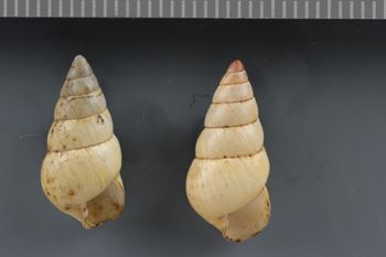 Media type: image;   Malacology 240821 Description: Dry shell;  Aspect: APT